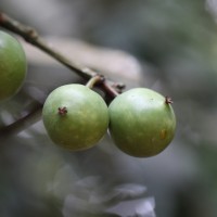 Garcinia xanthochymus Hook.f. ex T.Anderson